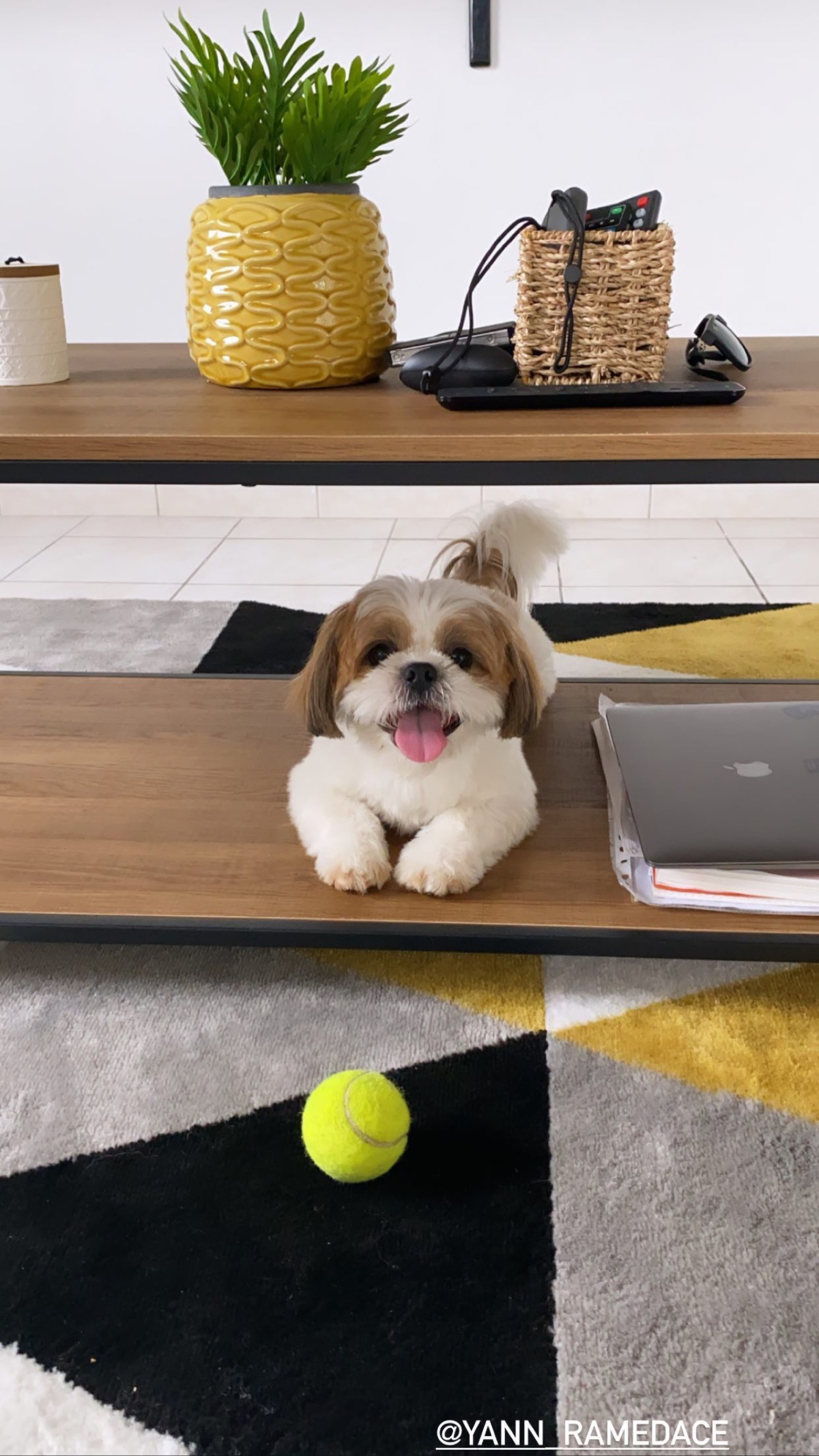 Little dog for sell 2