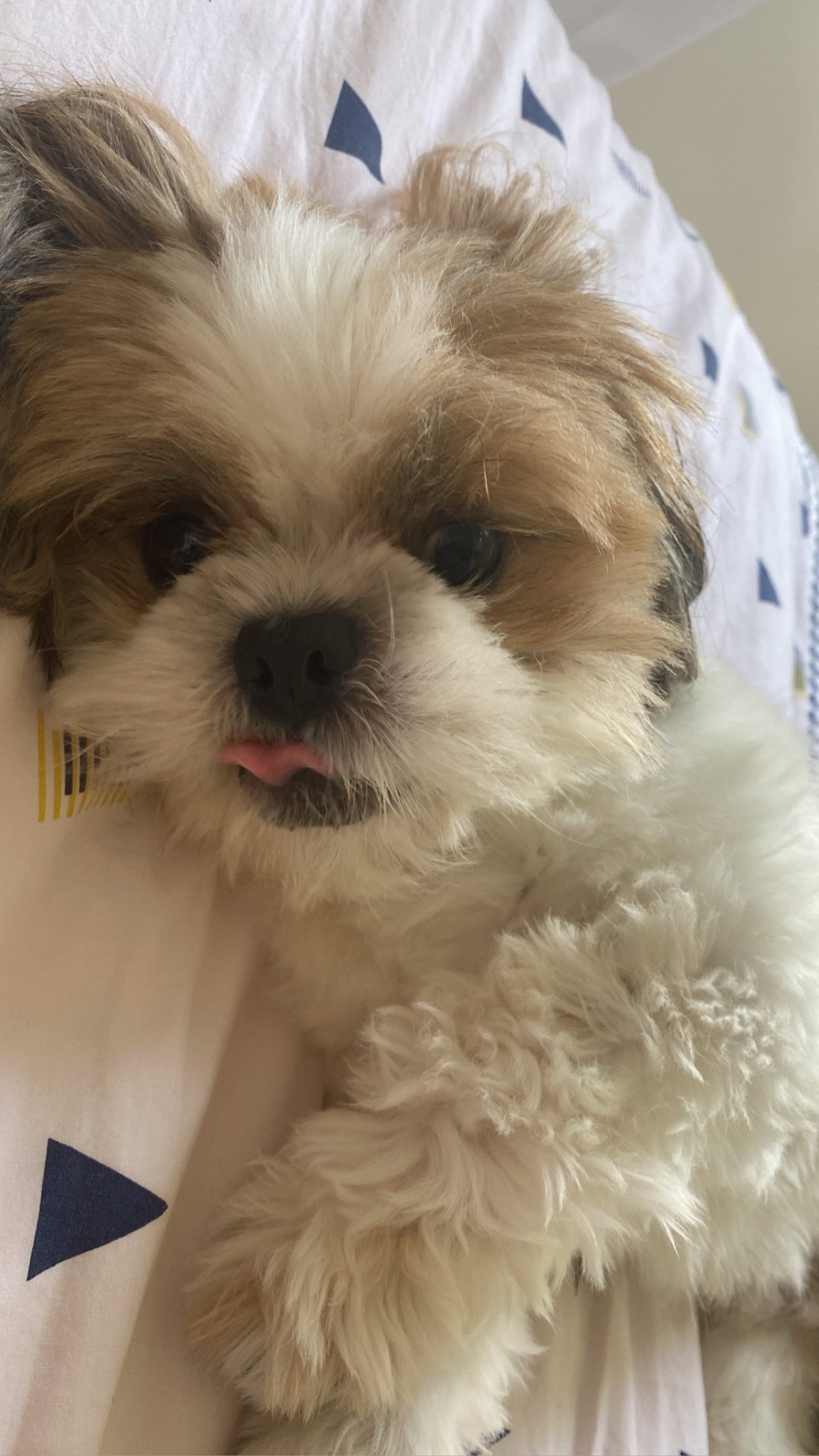 Little dog for sell 4