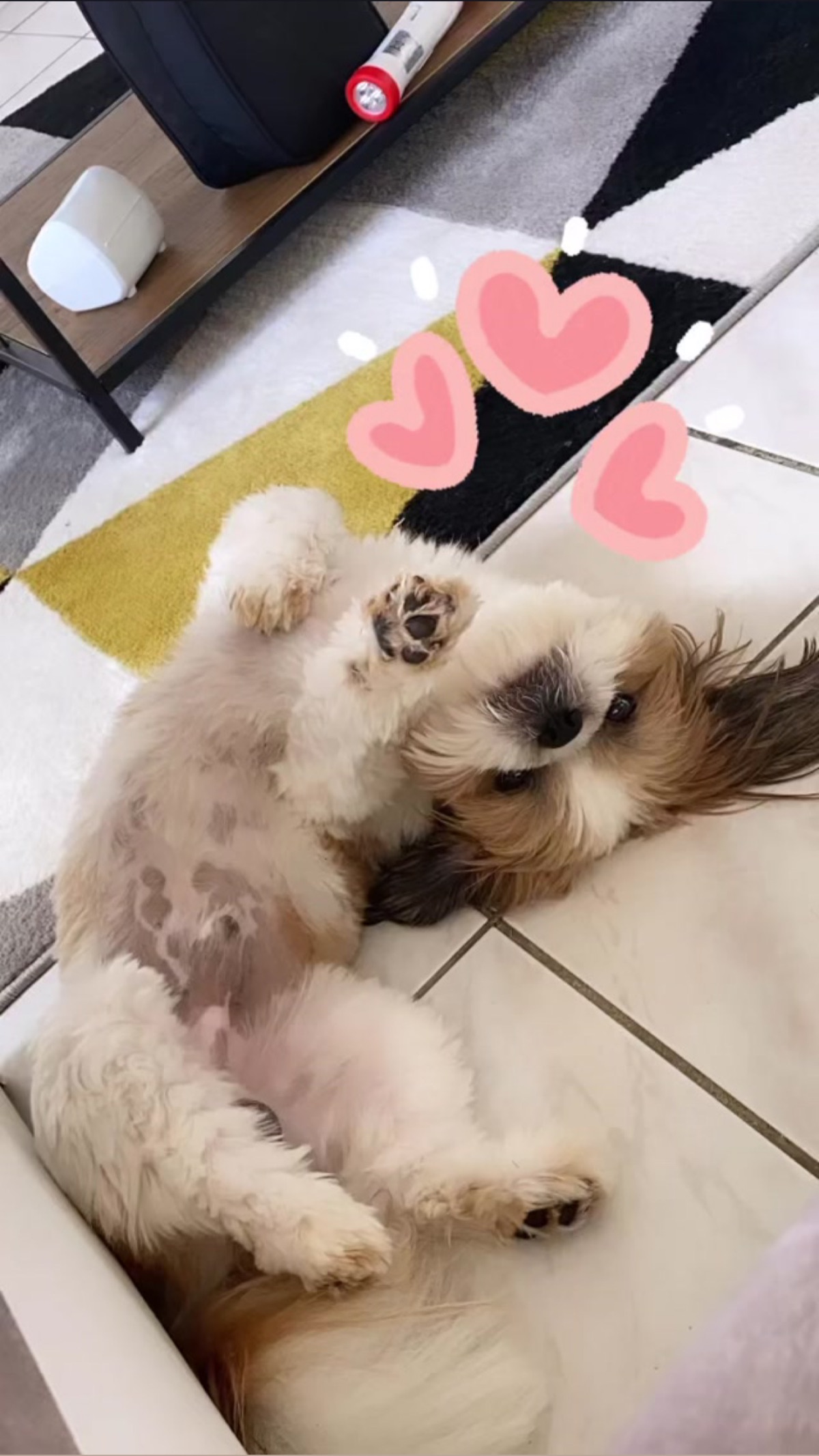 Little dog for sell 5
