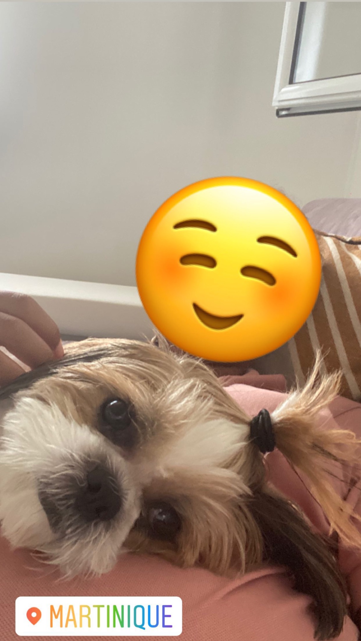 Little dog for sell