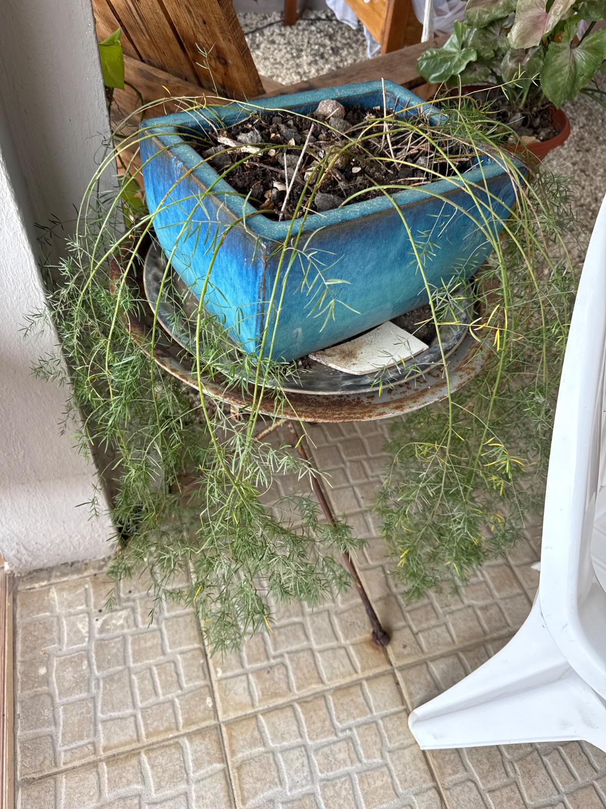 Various Plants 3