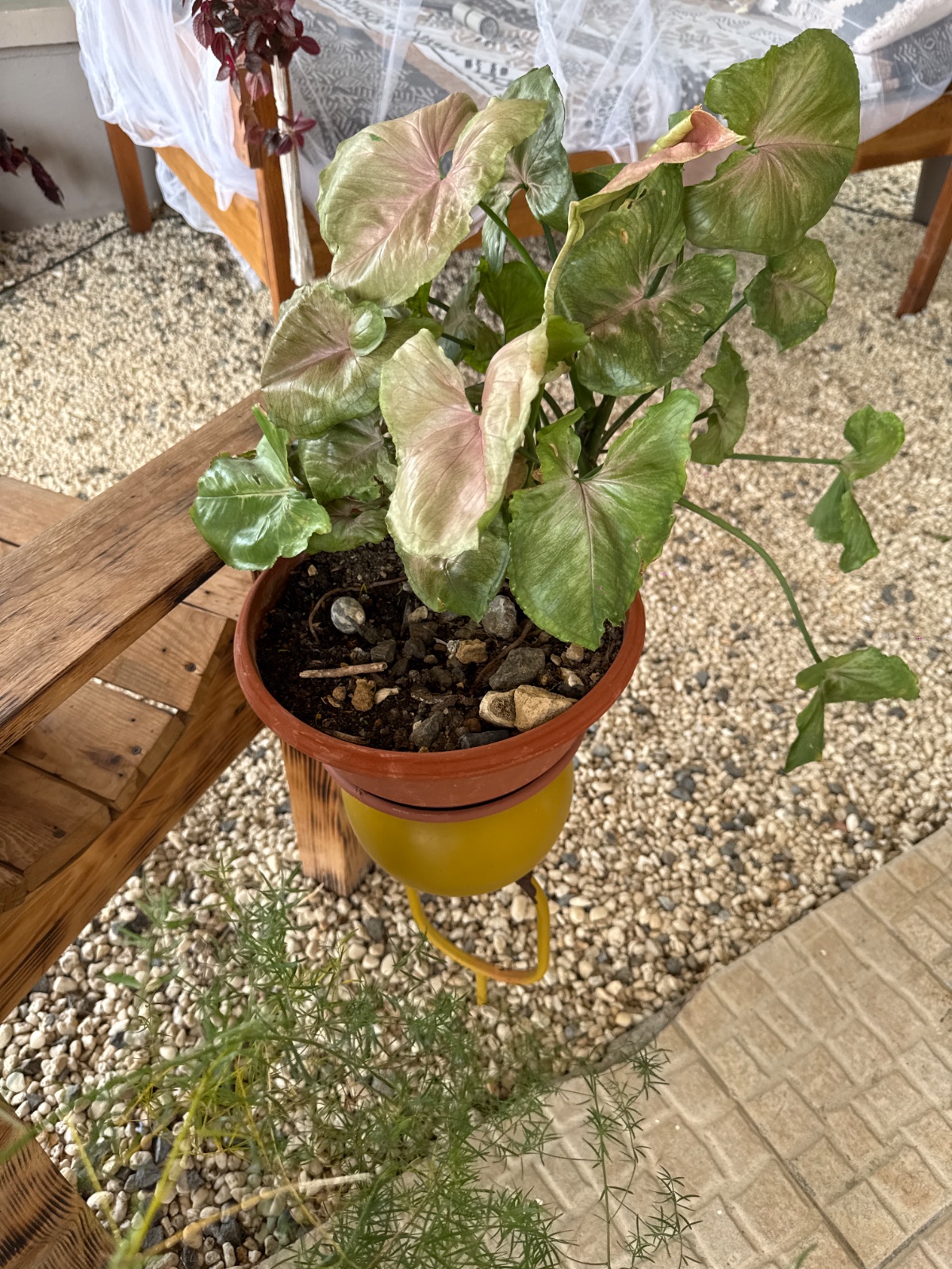 Various Plants