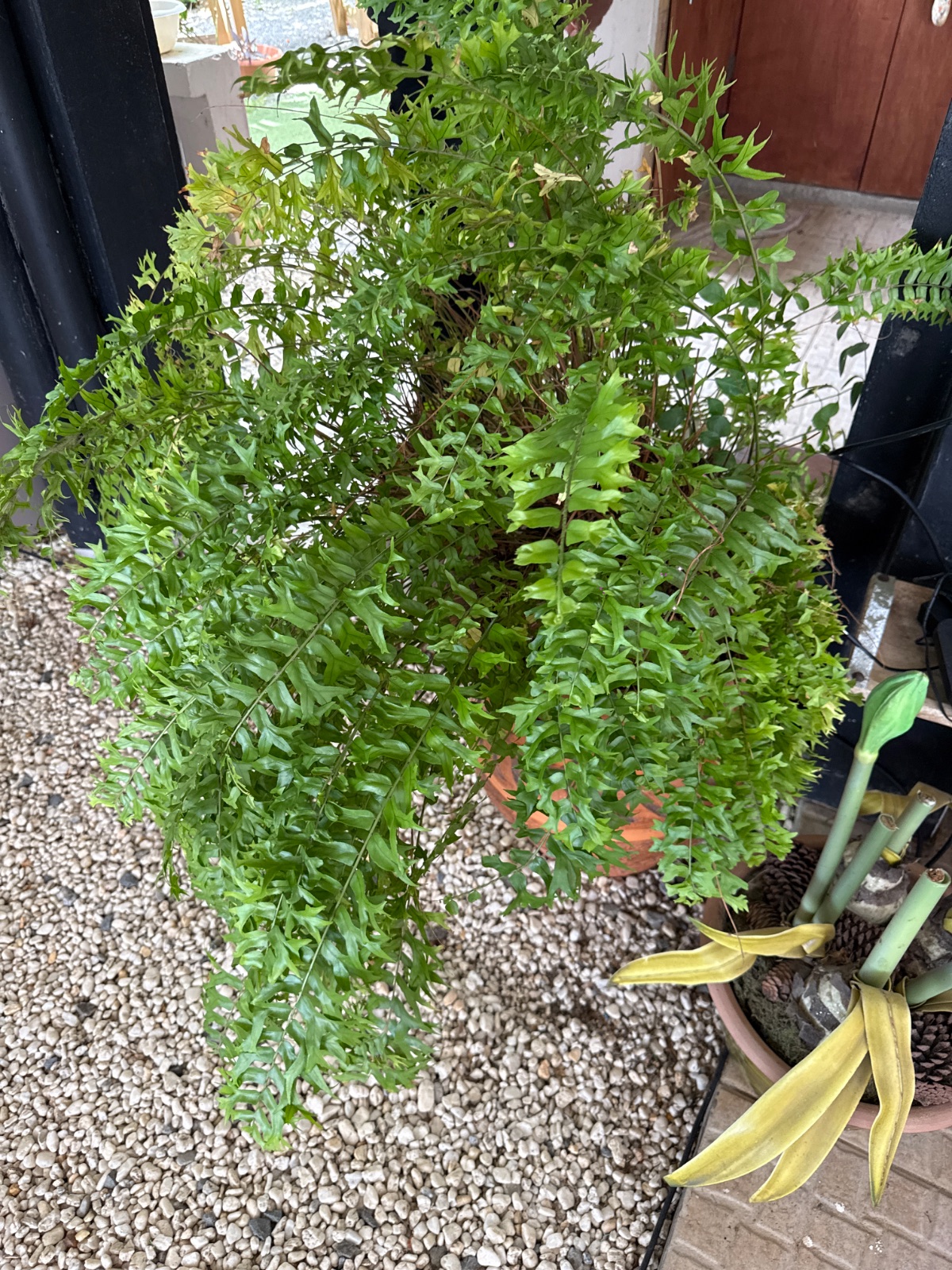 Various Plants 2